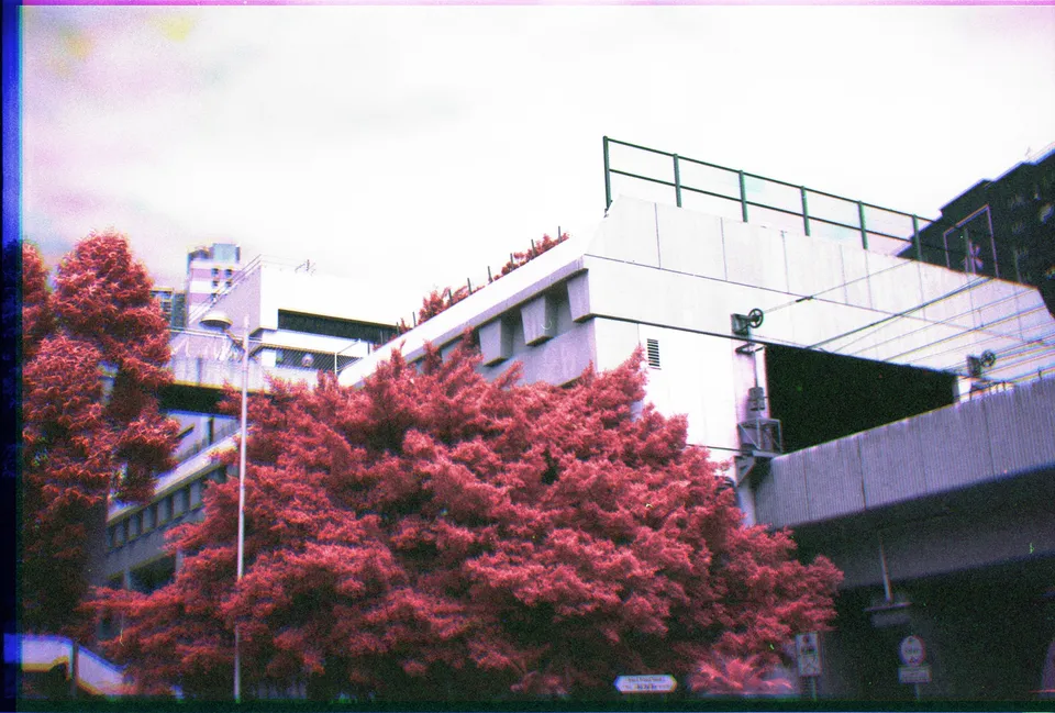 MTR station, tree