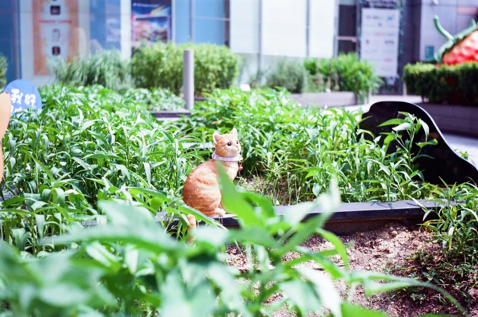 Photo of a cat