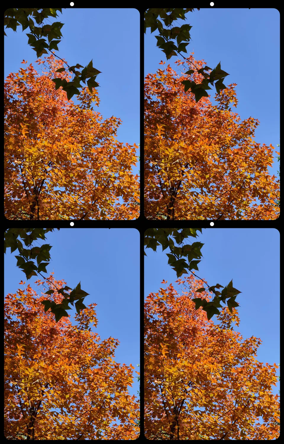 Stereo shot of leaves