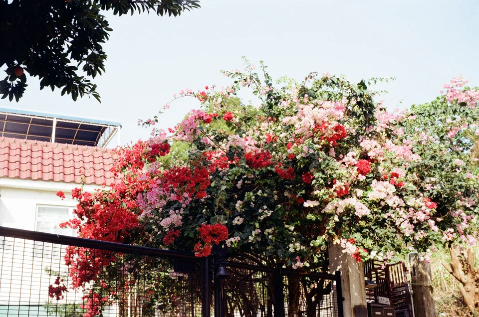Taking photo of flowers as the elderly woman stared at us