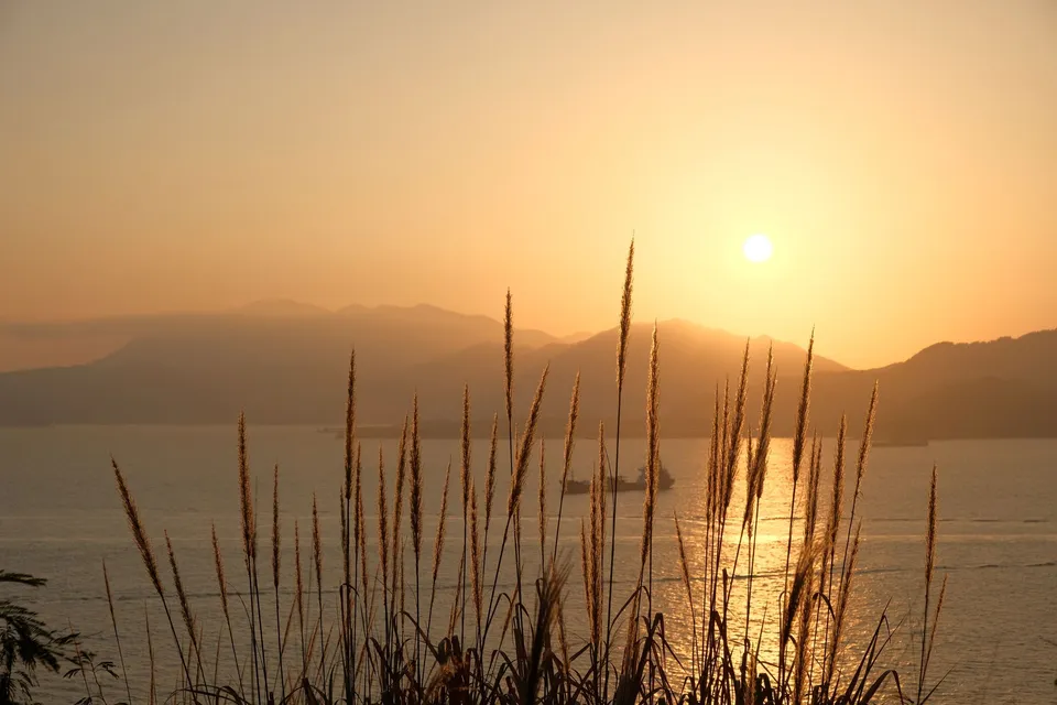 Sunset shot and grass