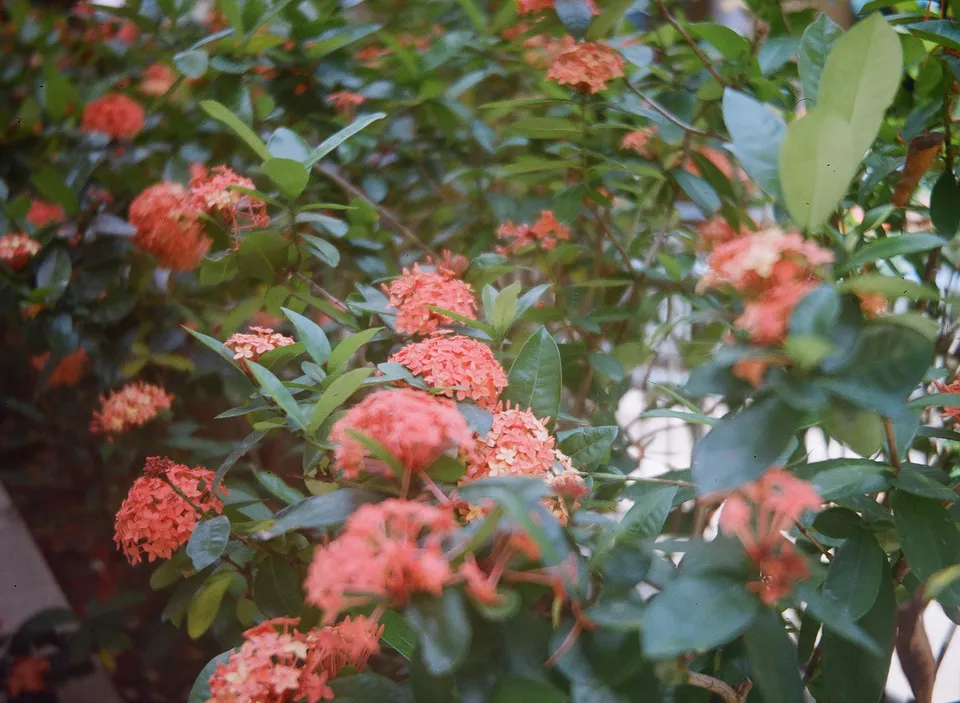 Bokeh flower