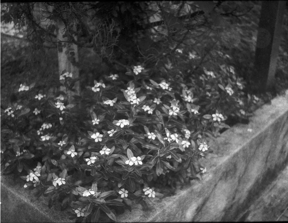 Zeiss Ikon Ikonta 520 sample photo