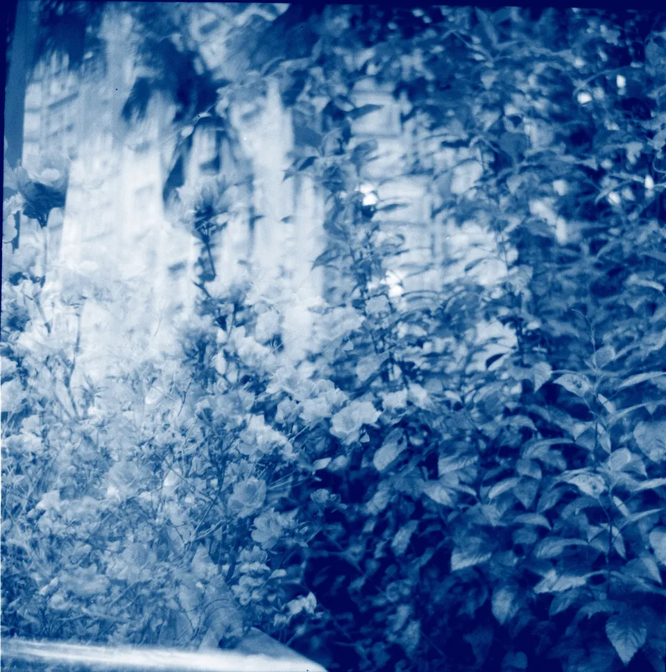 Double exposure shot of flowers