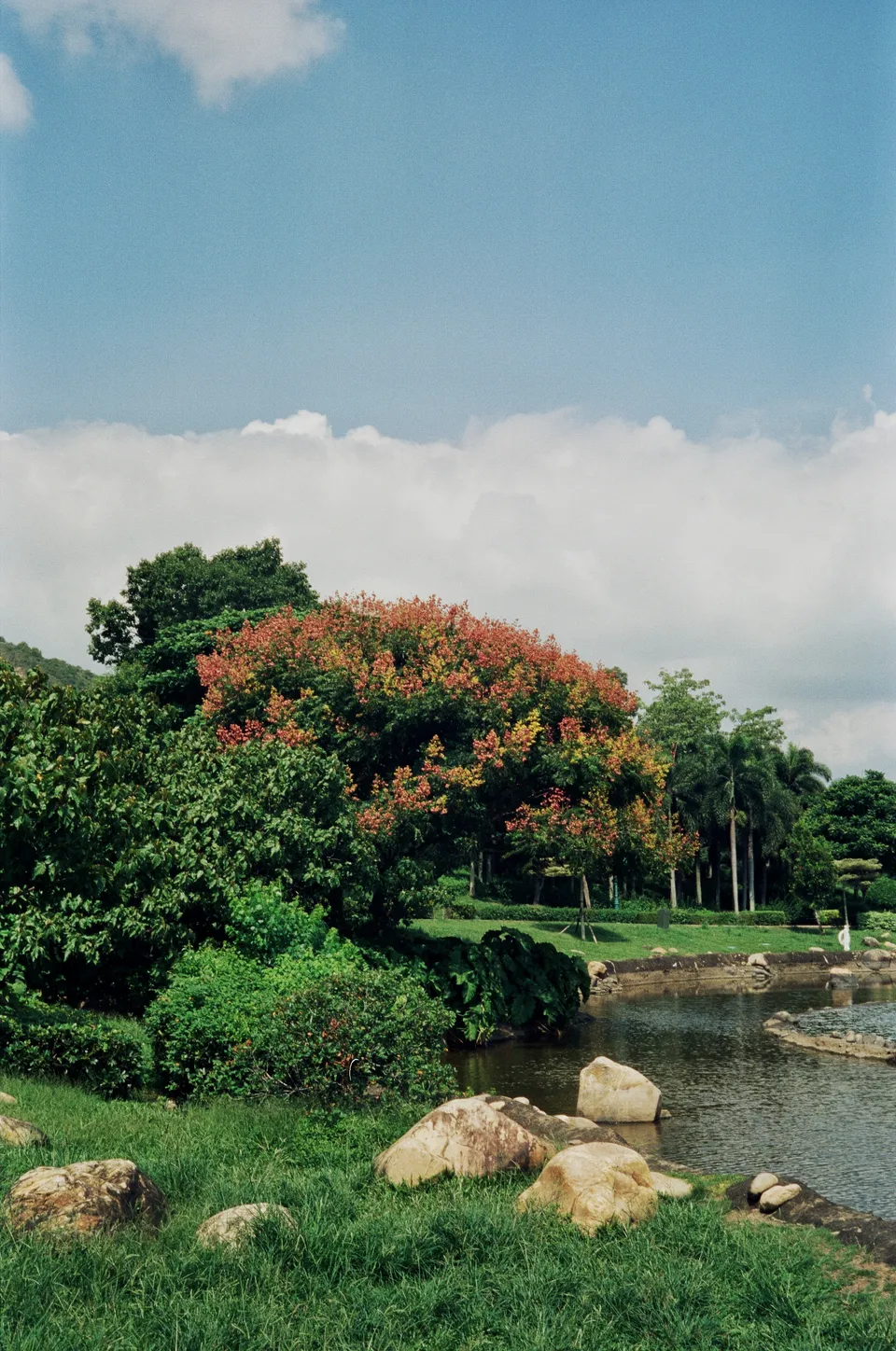 Tree by the lake