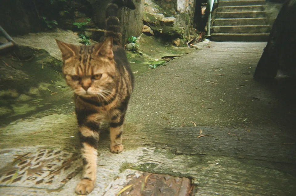 Grumpy looking cat