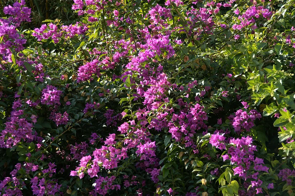 Flowers