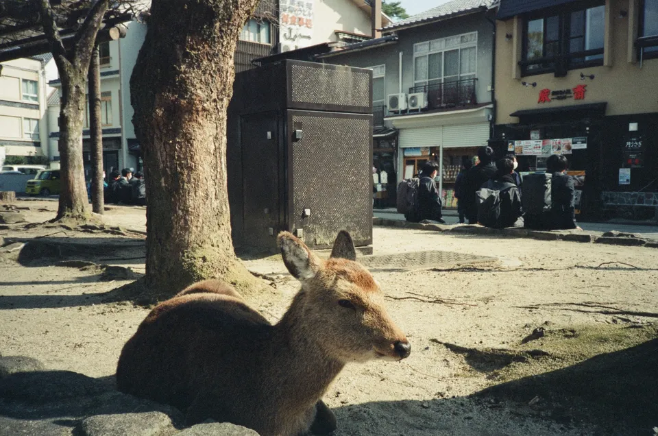 Deer and school kids
