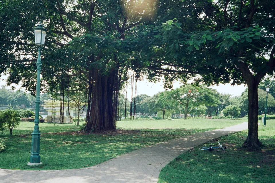 Tree in the middle of the road and abandoned bike on the ground