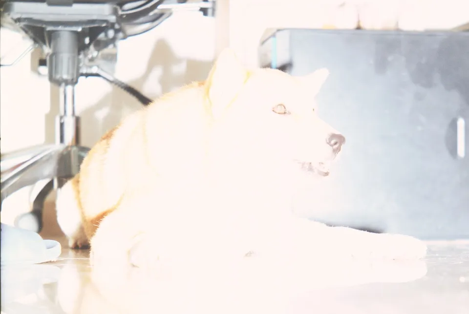 really overexposed dog