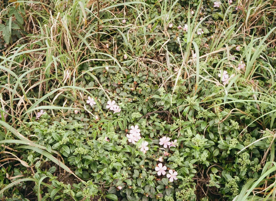 Sharp planataion