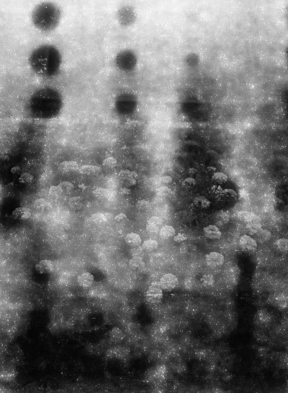 a black and white photo of some flowers with a blurry background