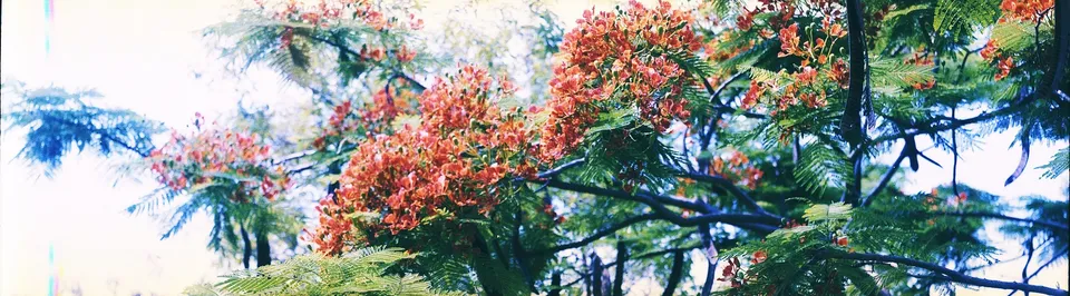 Flower, without film border