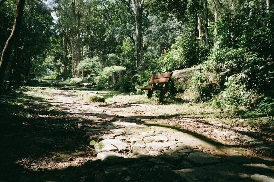 Olympus XA2, forest scene with Fujicolor C200
