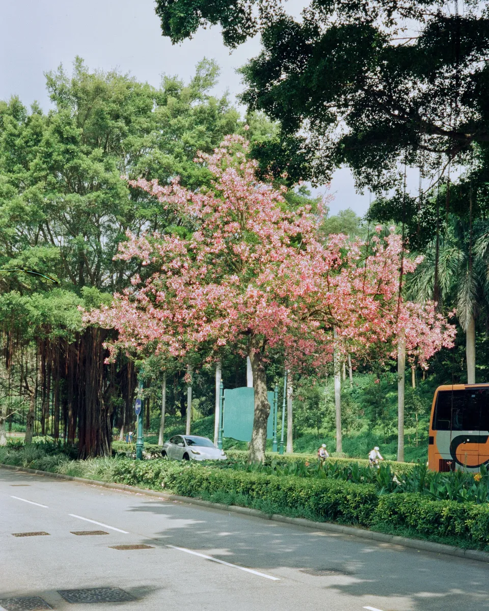 Tree fully blooming with pink flowers at the middle of the road