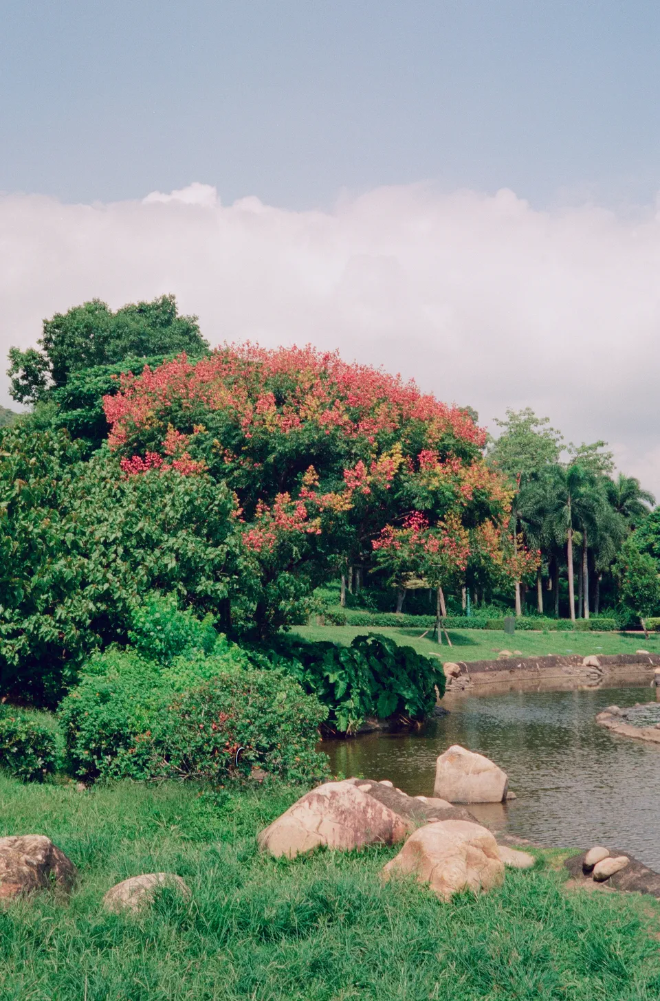 Lake-side plantation