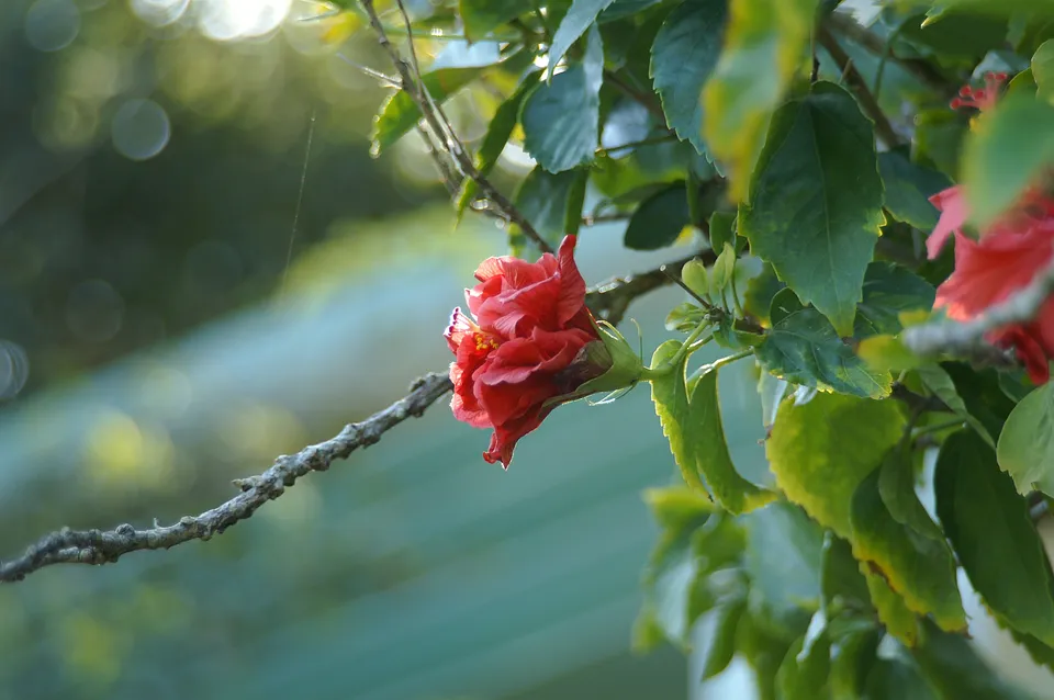Flower on a tree