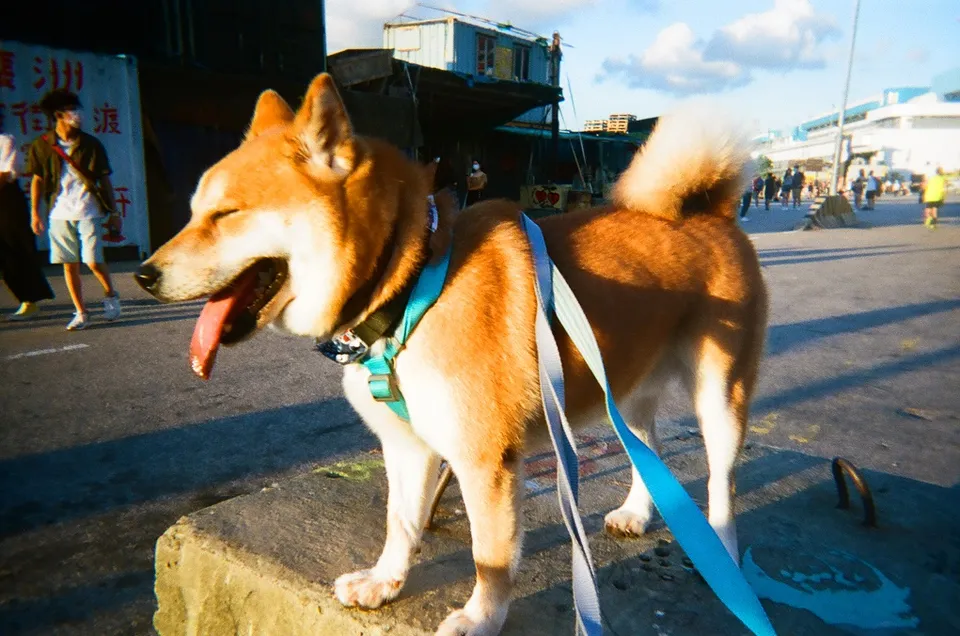 Shiba in Sai Wan, hight contrast and overly saturated