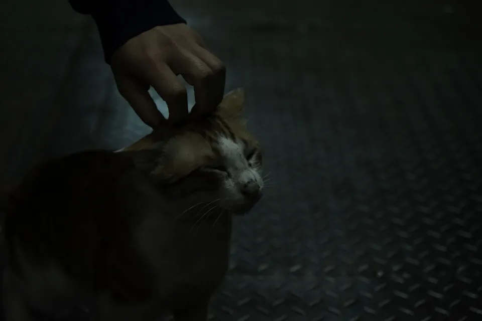 Cat in very dark place