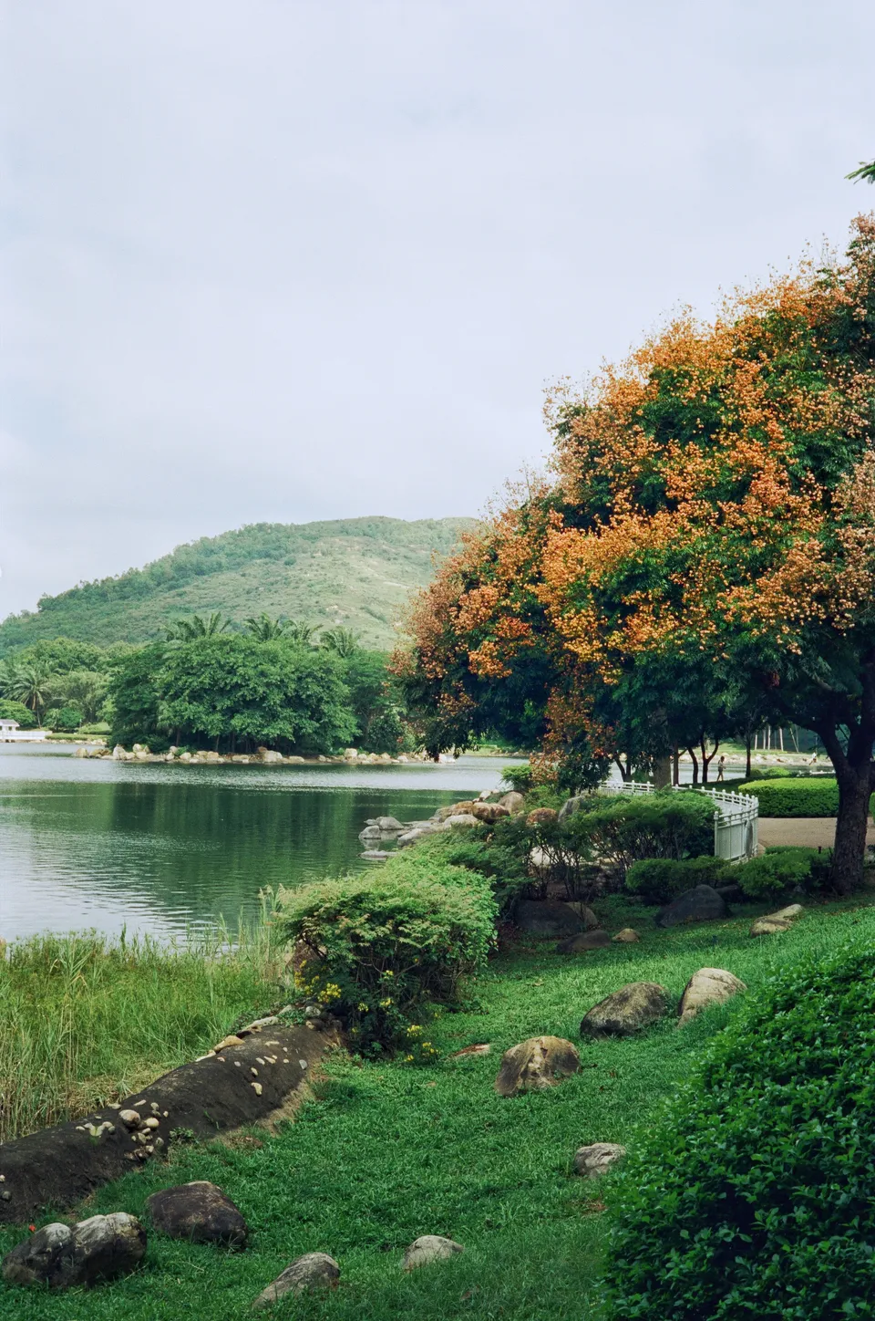 Lake view + blooming flowers on tree