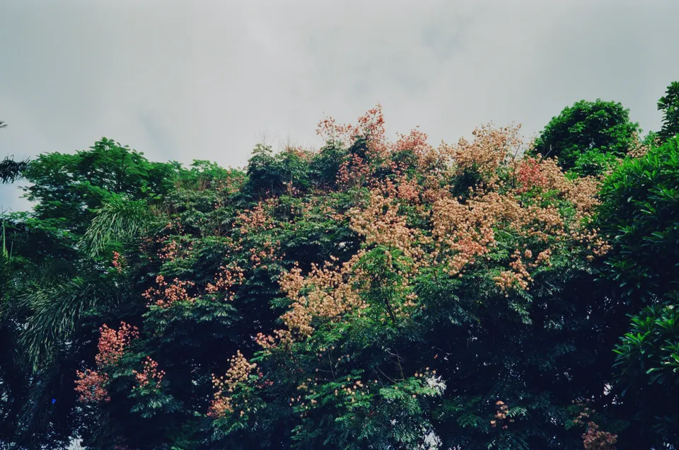 Blooming trees