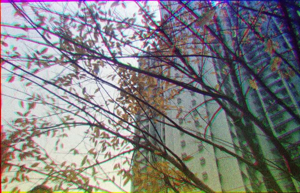 Yellow leaves