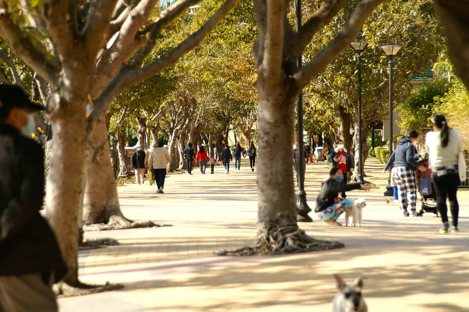 Trees and walkway