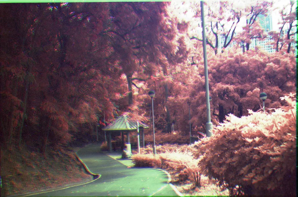 Park, trees