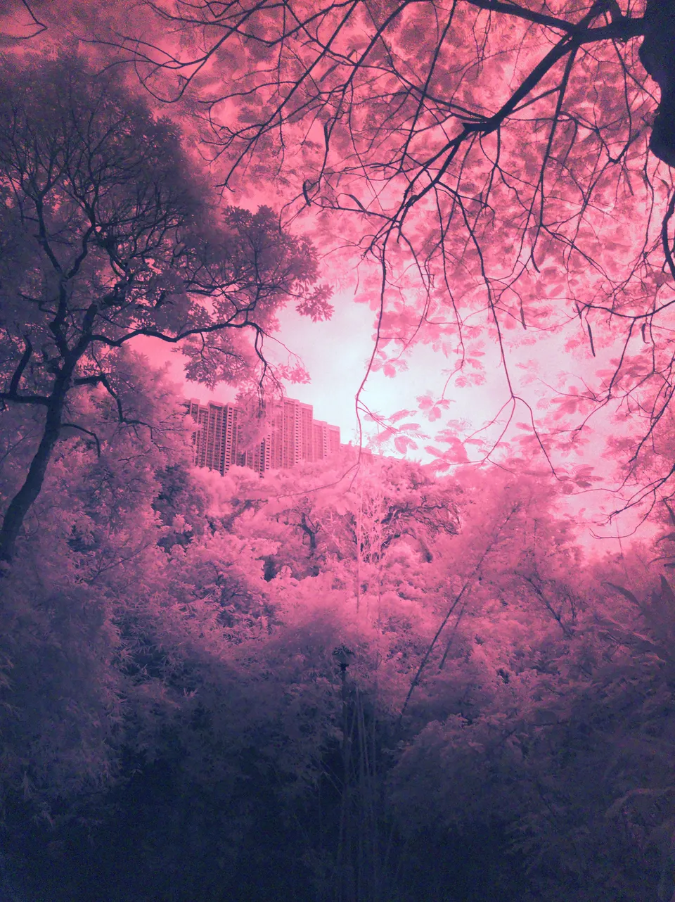 Infrared photo taken by OnePlus 7T