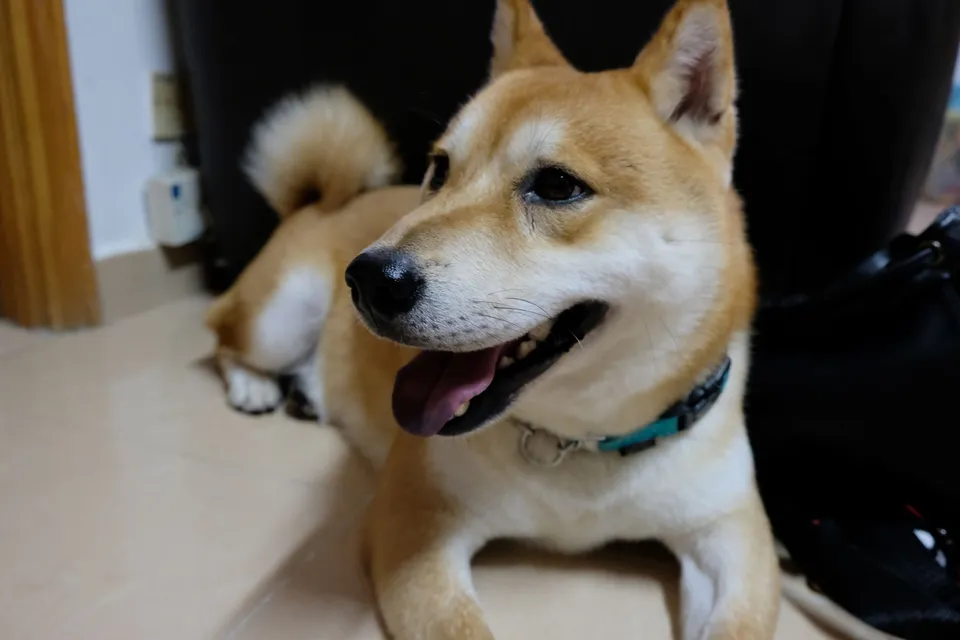 My dog