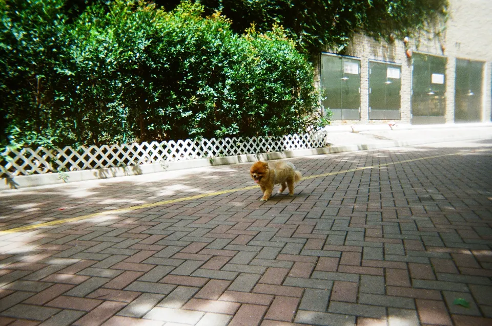 Dog walking under 32 degree Celsius, severe drop in sharpness around the edges