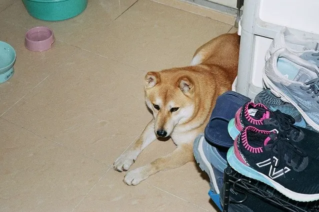 Photo of shiba