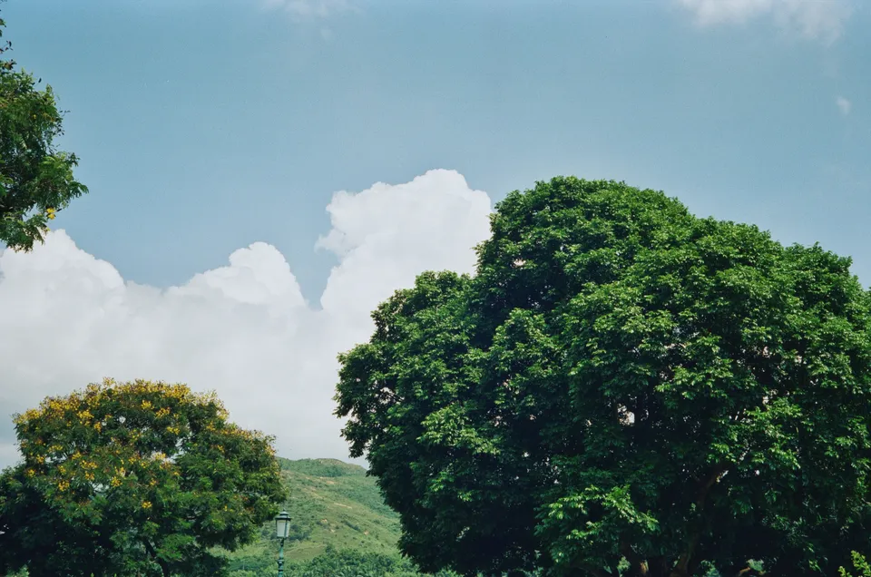 Trees with the blue sky as a backdrop