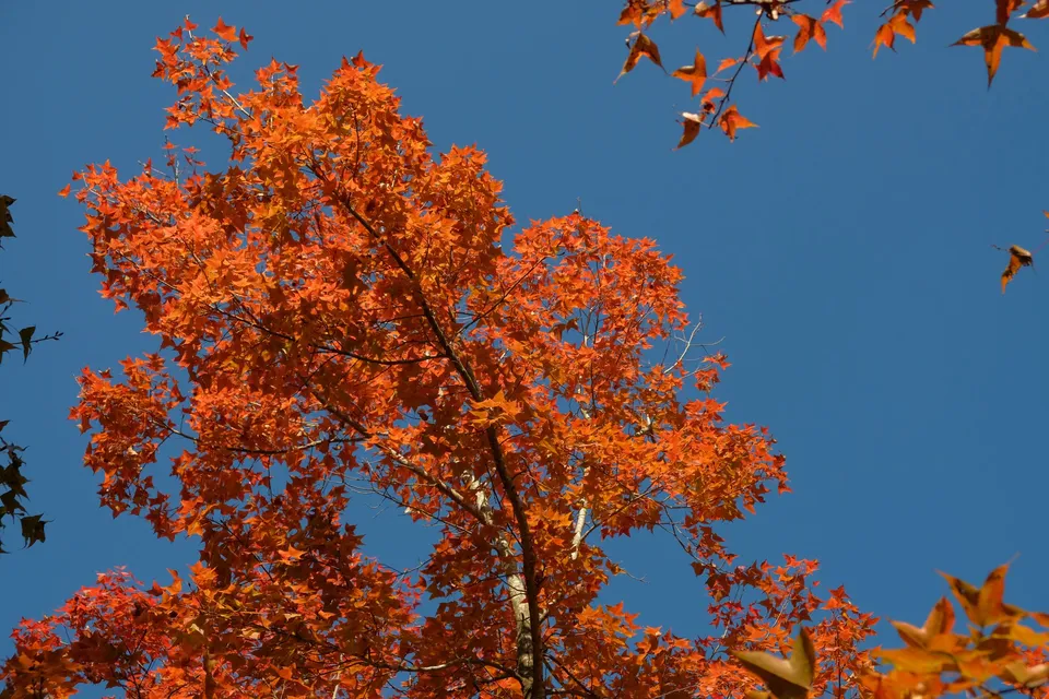 Red leaves