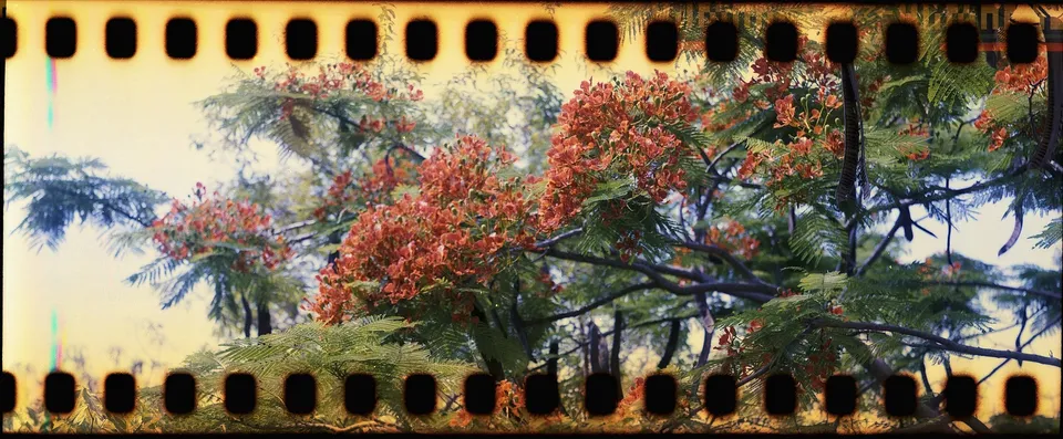 Flower, with film border