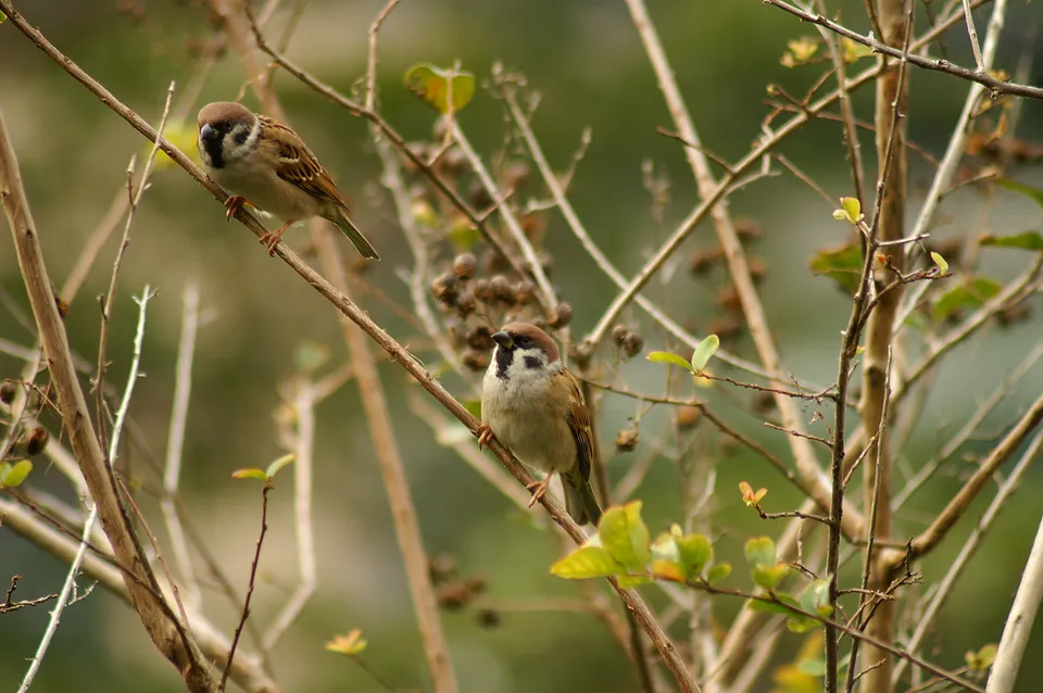Birds