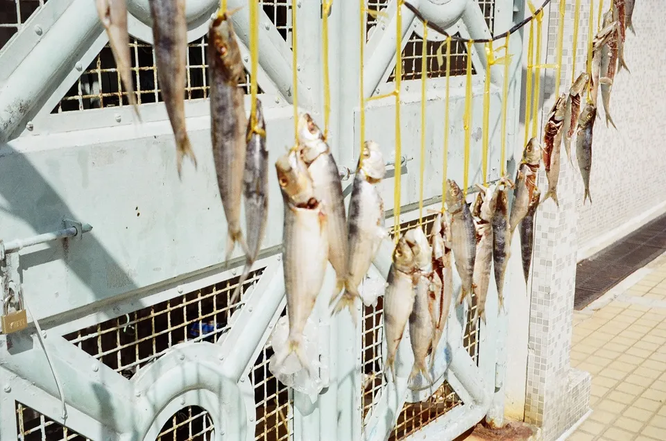 Sundrying salty fish