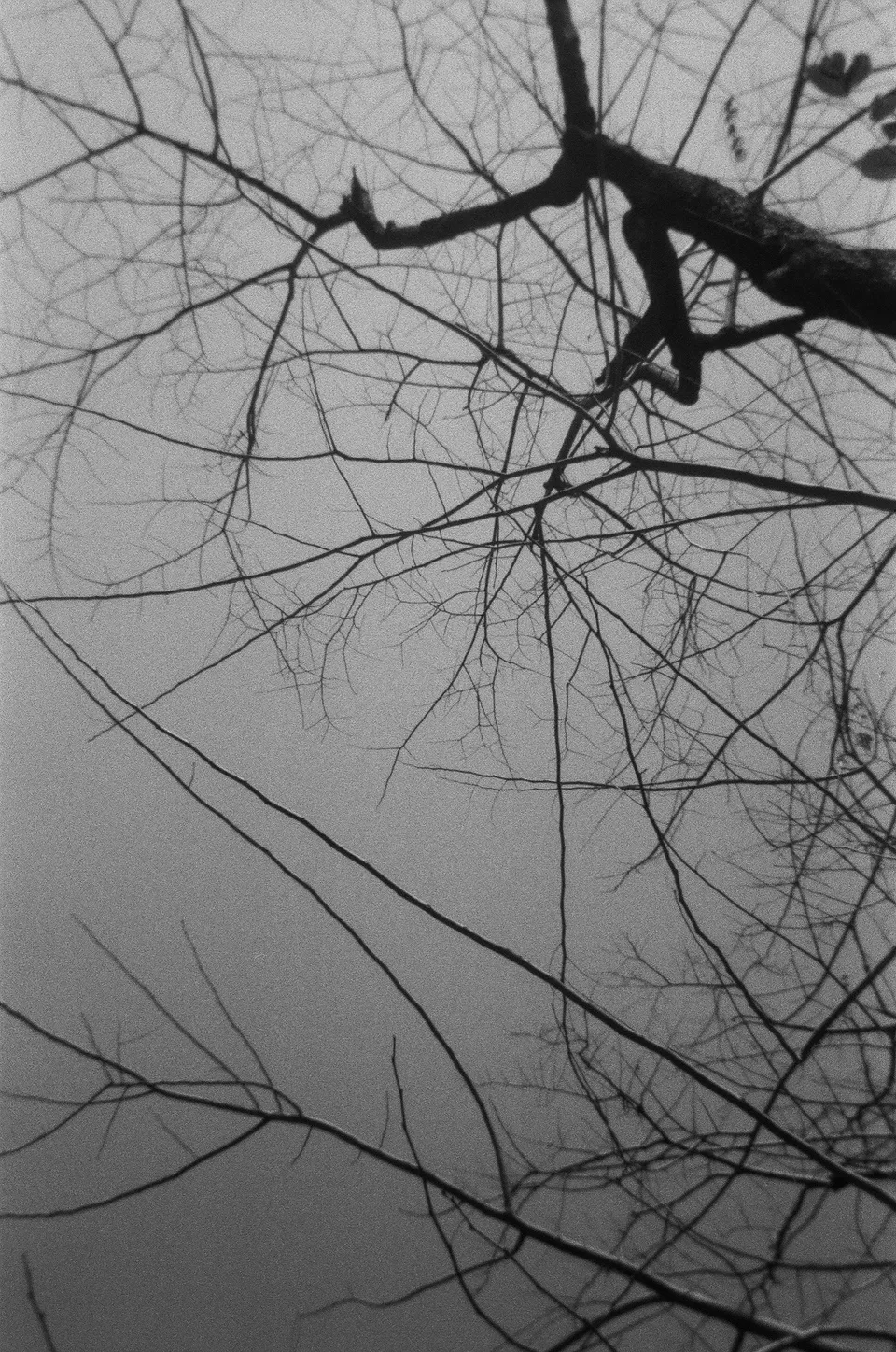 Black and white shot of tree branches