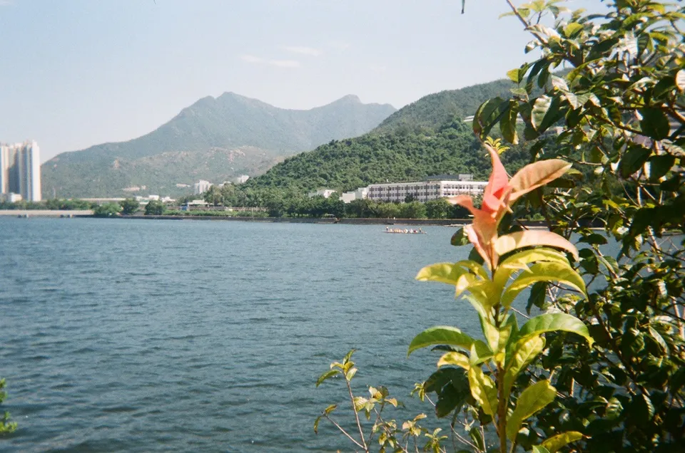Shing Mun river